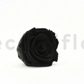 Rosa stabilizzata XL Nero (x6)