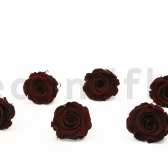 Rose stabilis&eacute;e XL Bordeaux (x6)