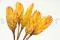 Getrocknete Protea Repens Gelb (x5) 2