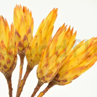 Protea Repens s&eacute;ch&eacute; Jaune (x5)