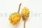 Getrocknete Protea Repens Gelb (x5) 9
