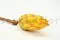 Getrocknete Protea Repens Gelb (x5) 5