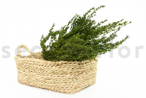 Preserved Grabia Bouquet 150 Gr Green The Ilized Flowers And Plants Specialist