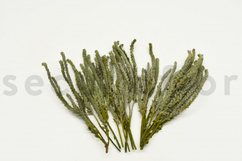 Preserved Buxifolia Bouquet 150 Gr Green The Ilized Flowers And Plants Specialist