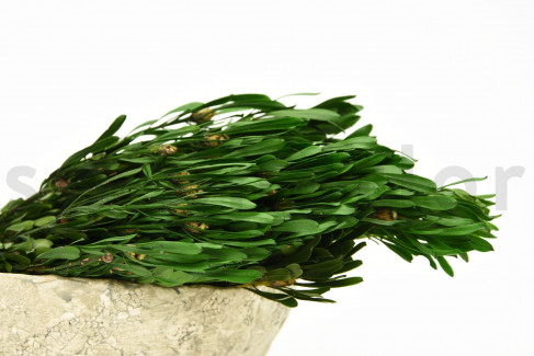 Preserved Platy Male Bouquet 150 Gr Green The Ilized Flowers And Plants Specialist